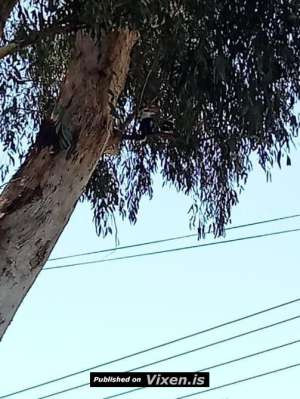 Cheap rent in western NSW, Albury in Albury